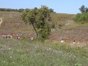 Il gruppo durante l’escursione
tra le colline di Cerreto Guidi
(7815 bytes)